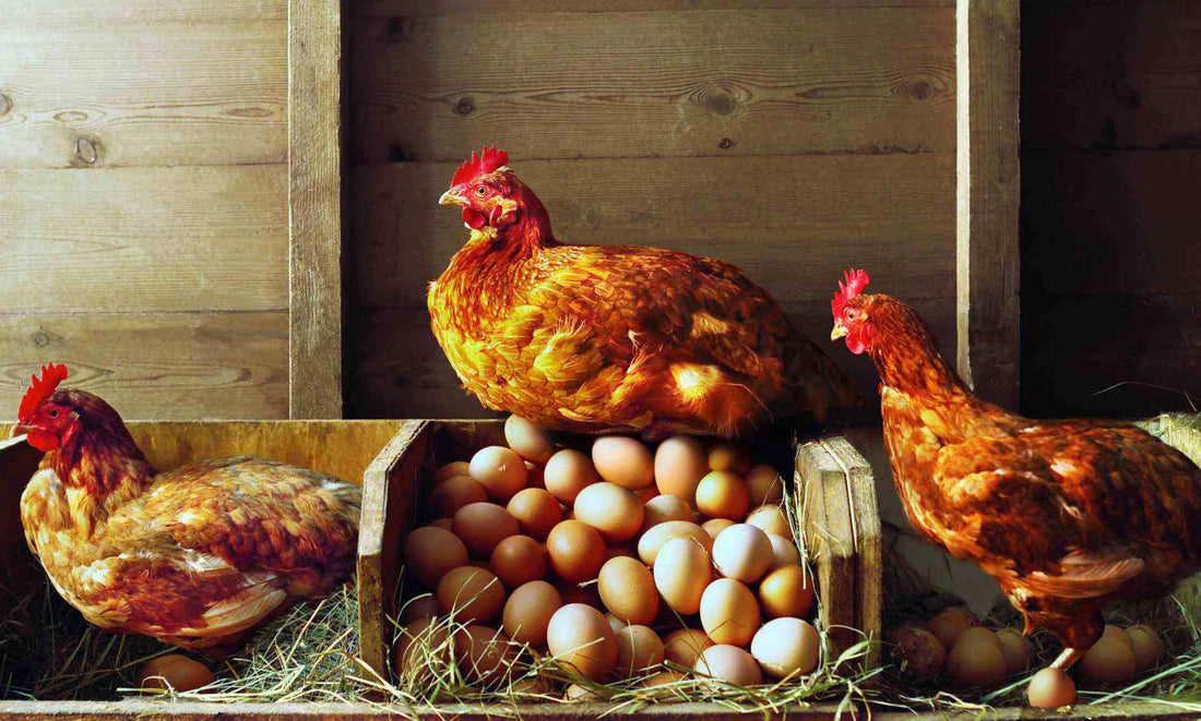 The Decrease in Egg Production Related to Commercial Feed