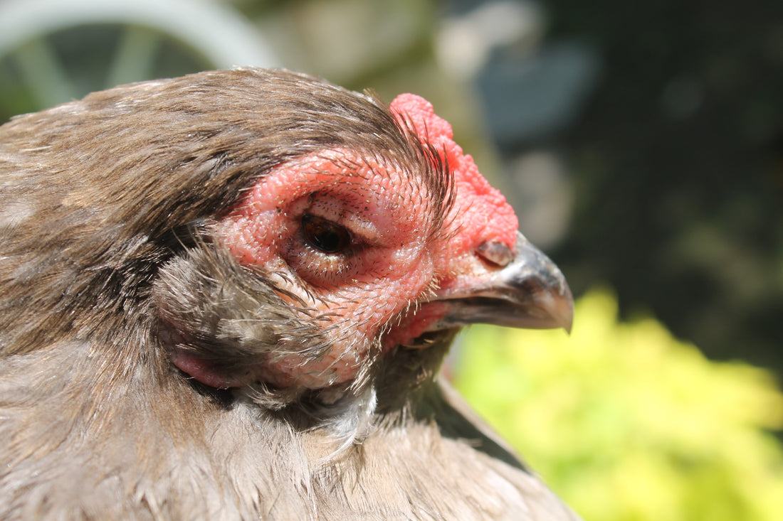 Understanding Mycoplasma in Chickens: Symptoms, Prevention, and Treatment Options