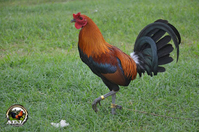 Gilmore Hatch Cock 